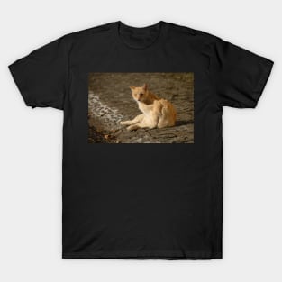 Ginger T-Shirt